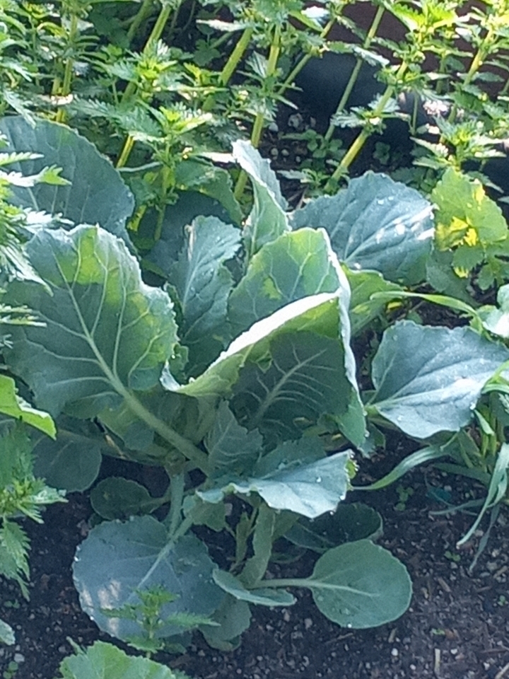 1st Grade Cabbage Plant
